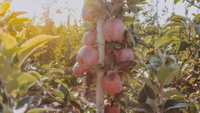 Выращивание яблони Конфетное