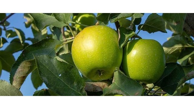 Яблоки Гренни Смит — описание, калорийность и полезные свойства