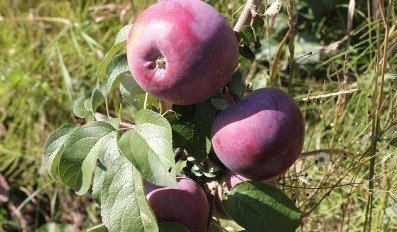 Сорт яблони антей