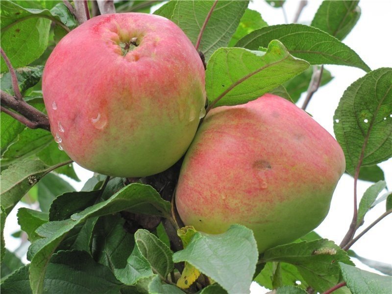 Основные характеристики колоновидного сорта яблони Медуница и его опылители
