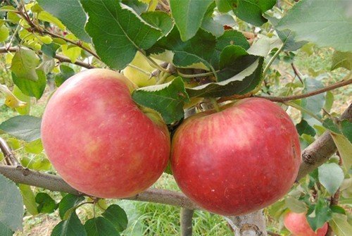 Сорт яблони беркутовское
