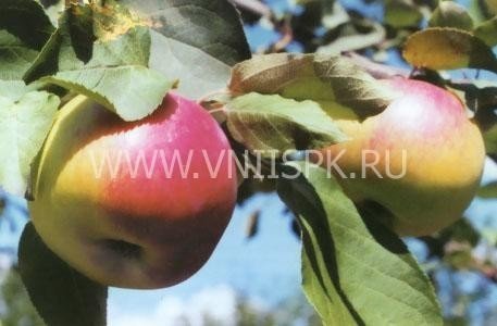Сорт яблони орловское полосатое внииспк