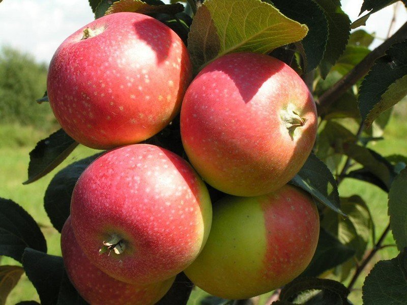 Яблоня сорта яндыковское