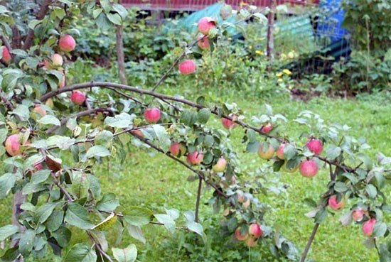 Яблоня усыпанная яблоками