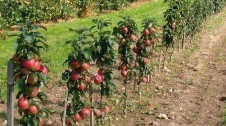 Колоновидные яблони для сибири