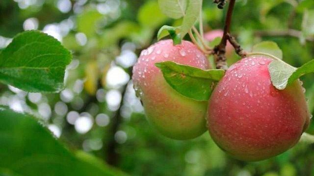 Яблоня в нашем саду: лучшие сорта, посадка, уход, хранение урожая