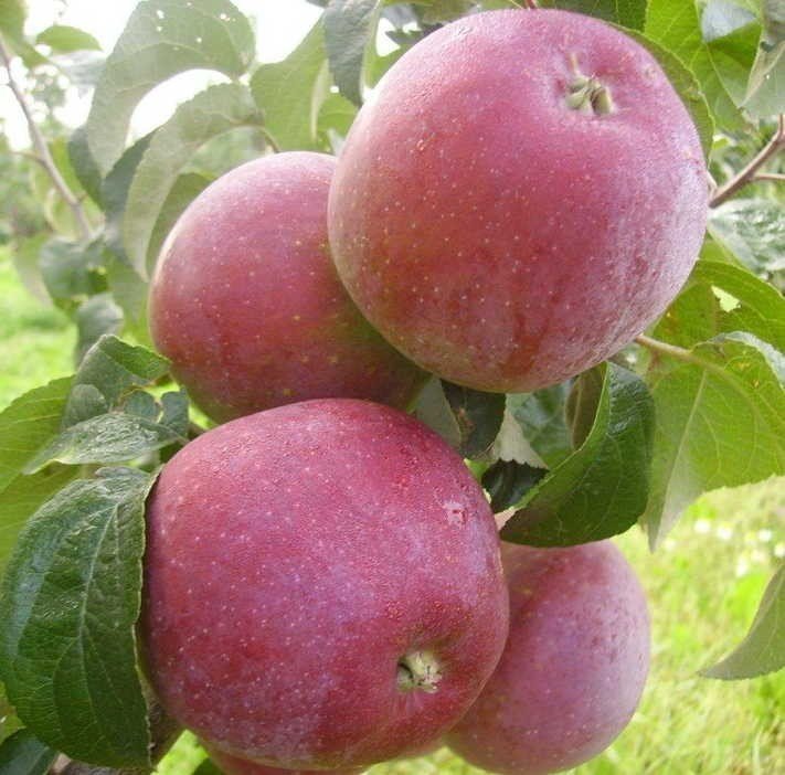 Сорт яблони имант