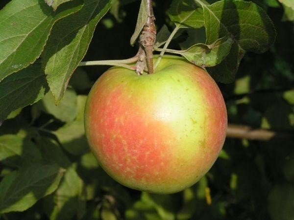 Сорт яблони лигол