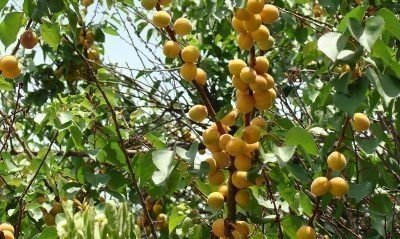 Абрикос дерево с плодами