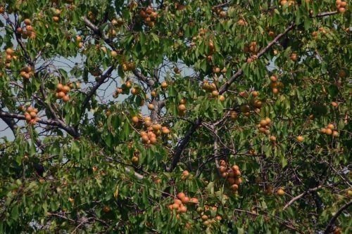 Абрикос маньчжурский дерево