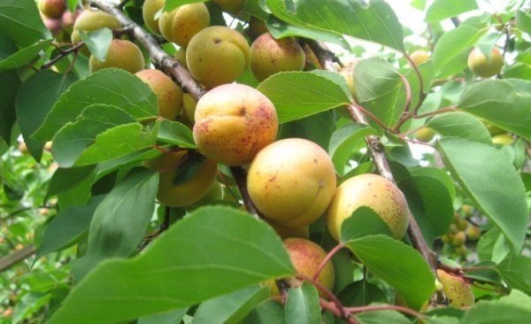 Абрикос сорт кичигинский дерево