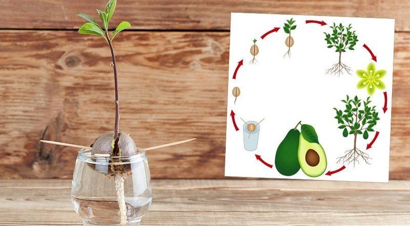 Вырастить авокадо из косточки в домашних условиях