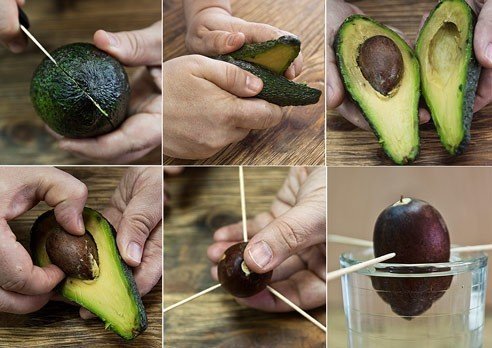 Вырастить авокадо из косточки в домашних условиях