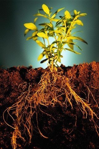 Основные функции корня растения