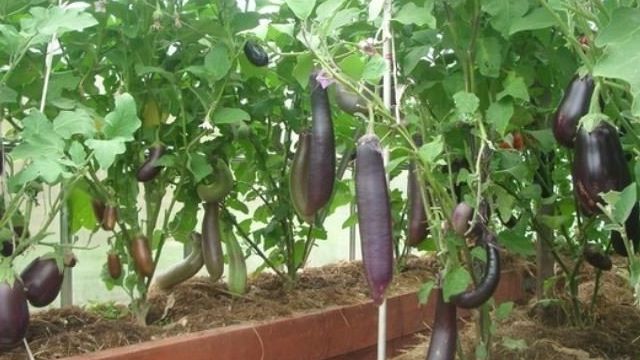 Баклажаны: выращивание в открытом грунте теплице, из семян