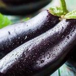 Сорт баклажанов «Черное совершенство»: особенности выращивания и правильный уход