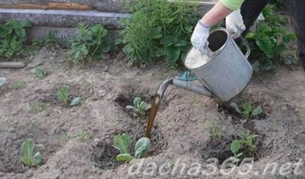 Удобрения для капусты в открытом грунте