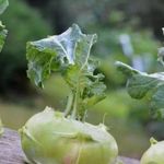 Выращивание и уход за капустой кольраби в открытом грунте