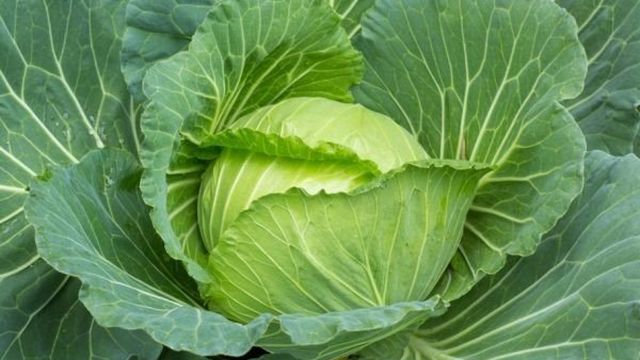 Витаминная капуста «Глория» F1: вкусный и полезный овощ на вашем столе!