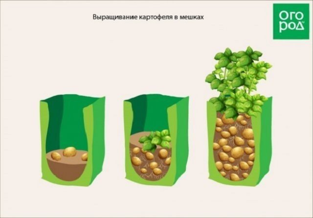 Способы посадки картофеля в мешках