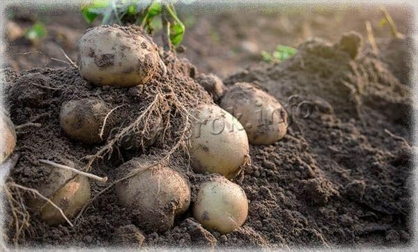 Картофель в поле