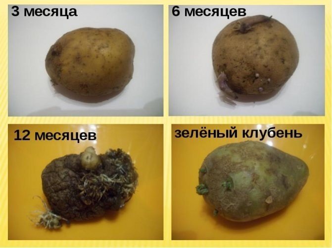 Болезни и повреждения клубней картофеля