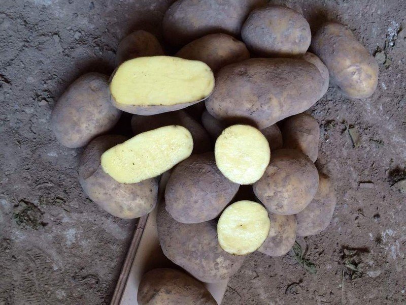 Картофель семенной бриз