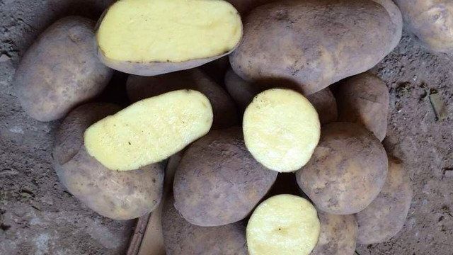 Финский сорт картофеля тимо