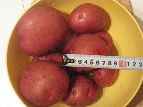 Сорт картофеля кураж