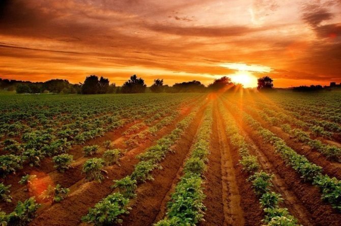 Картофельное поле в беларуси