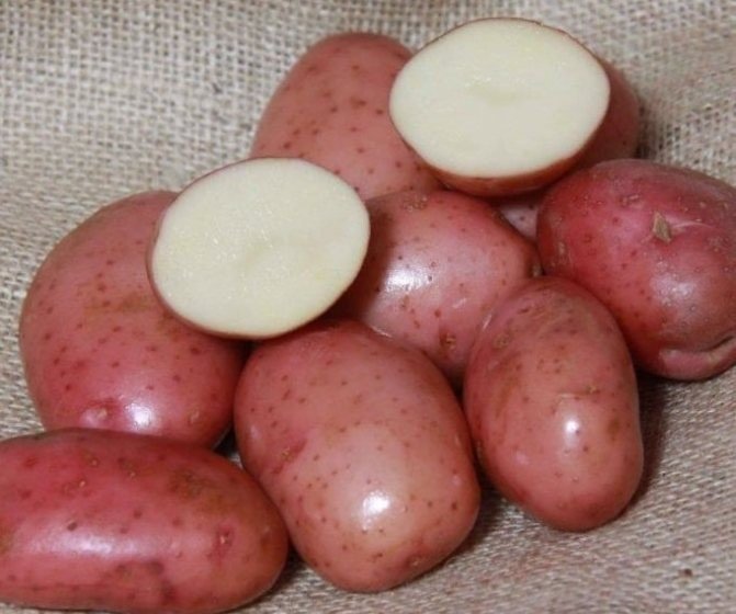 Семенной картофель ред скарлет