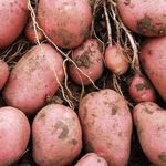 Картофель Изюминка: характеристики сорта, урожайность, отзывы
