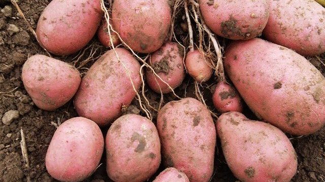Картофель Изюминка: характеристики сорта, урожайность, отзывы