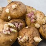 Можно ли сажать картошку с длинными белыми ростками
