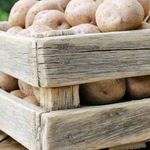 Настоящее лакомство — картофель Ласунок