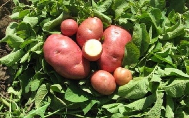 Картофель семенной беллароза