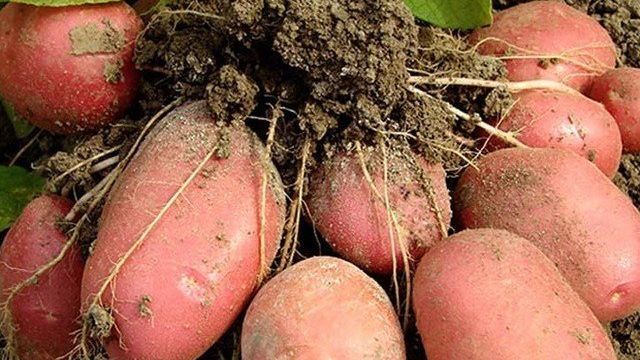 Описание и характеристика сорта картофеля Беллароза, посадка и уход