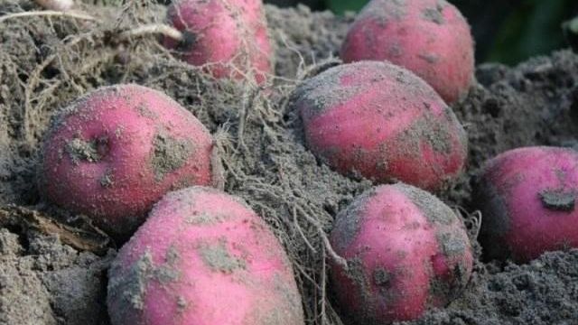 Описание и характеристика сорта картофеля Красавчик, посадка и уход