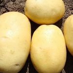 Описание ранней картошки Джувел
