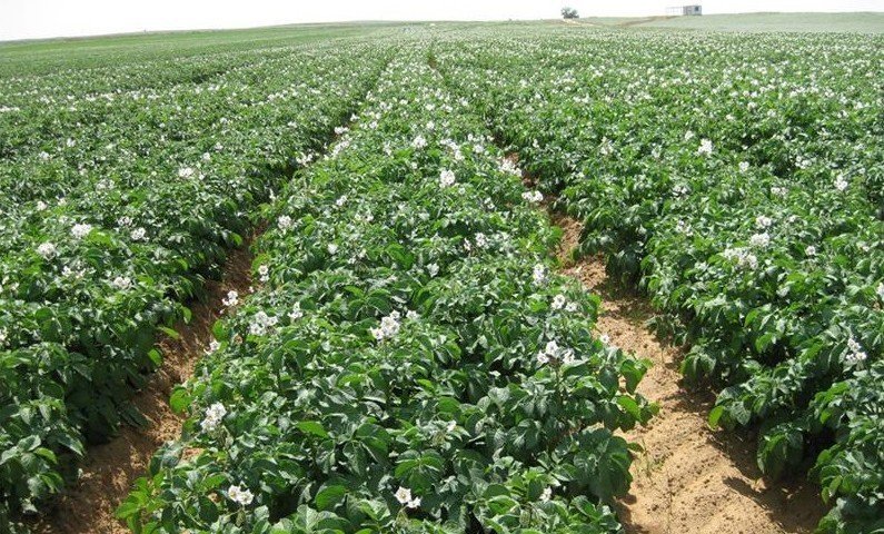 Картофельное поле в узбекистане