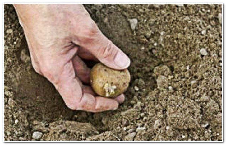 Посадка картофеля в лунки с перегноем