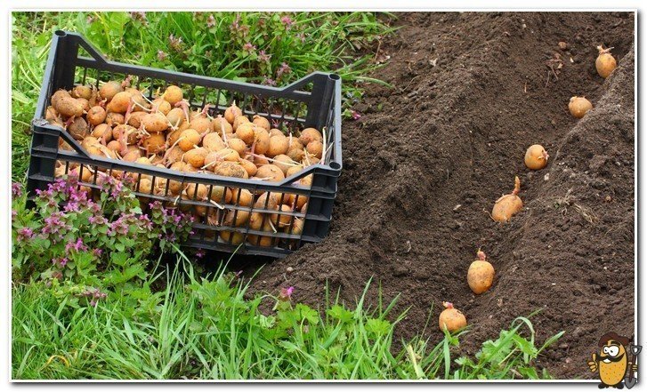 Сад и огород полезные советы картофель