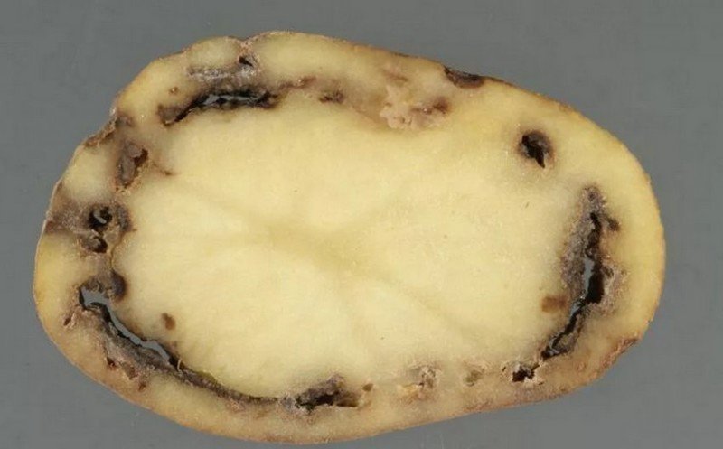 Кольцевая бактериальная гниль картофеля