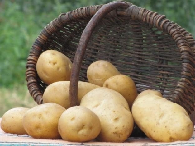 Odrůda brambor Minerva: výsadba a péče