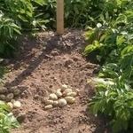 Ранний урожай для мудрых огородников — картофель «Минерва»