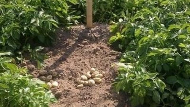 Ранний урожай для мудрых огородников — картофель «Минерва»