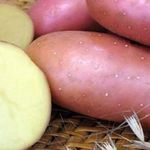 Сорт картофеля «Памяти Рогачева»