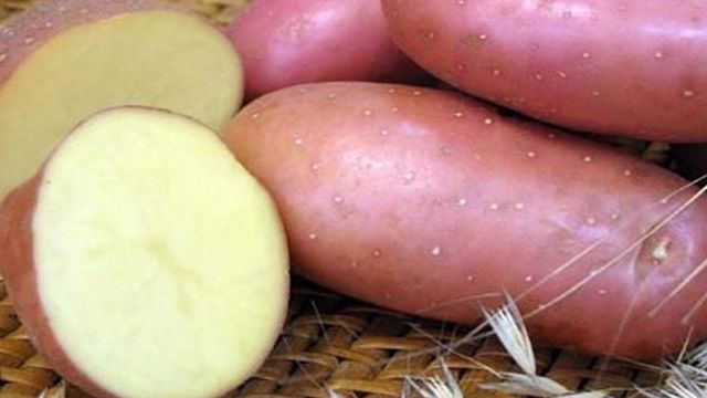 Сорт картофеля «Памяти Рогачева» – описание и фото