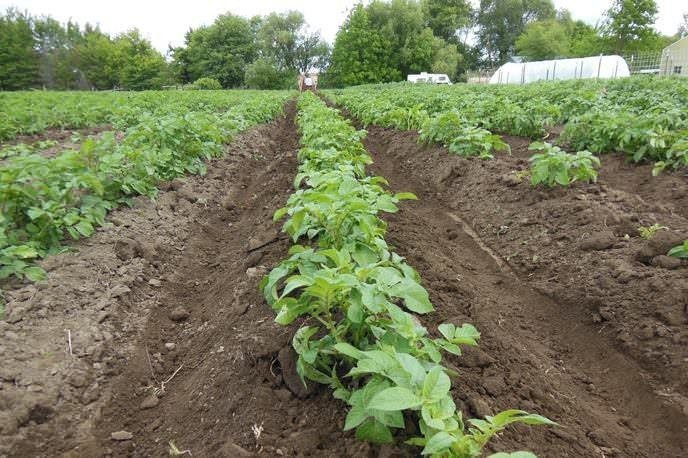Картофельное поле огород около дома