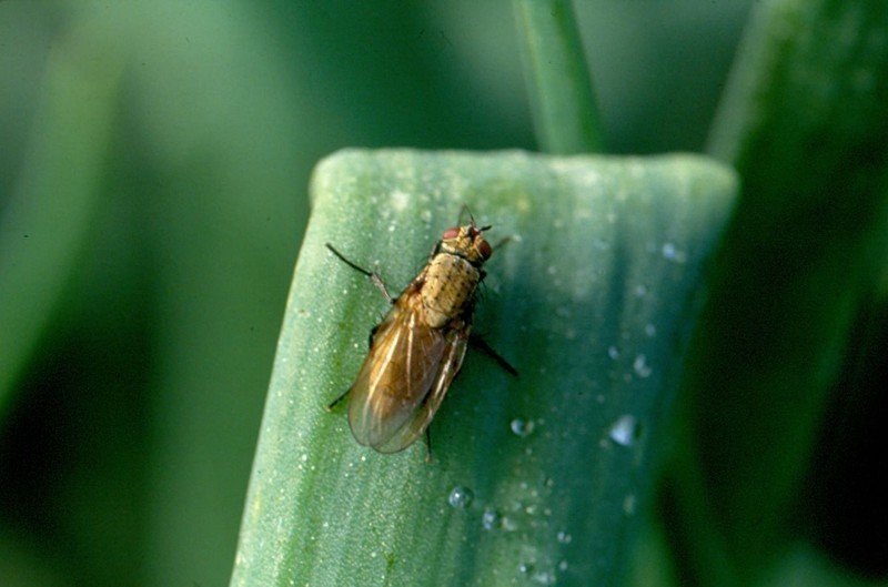 Опрыскивание лука от луковой мухи